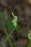 Sandywoods sedge